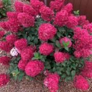 Гортензія метельчата «Фрамбозіна» (Hydrangea paniculata 'Framboisine' / 'Rensam') С3